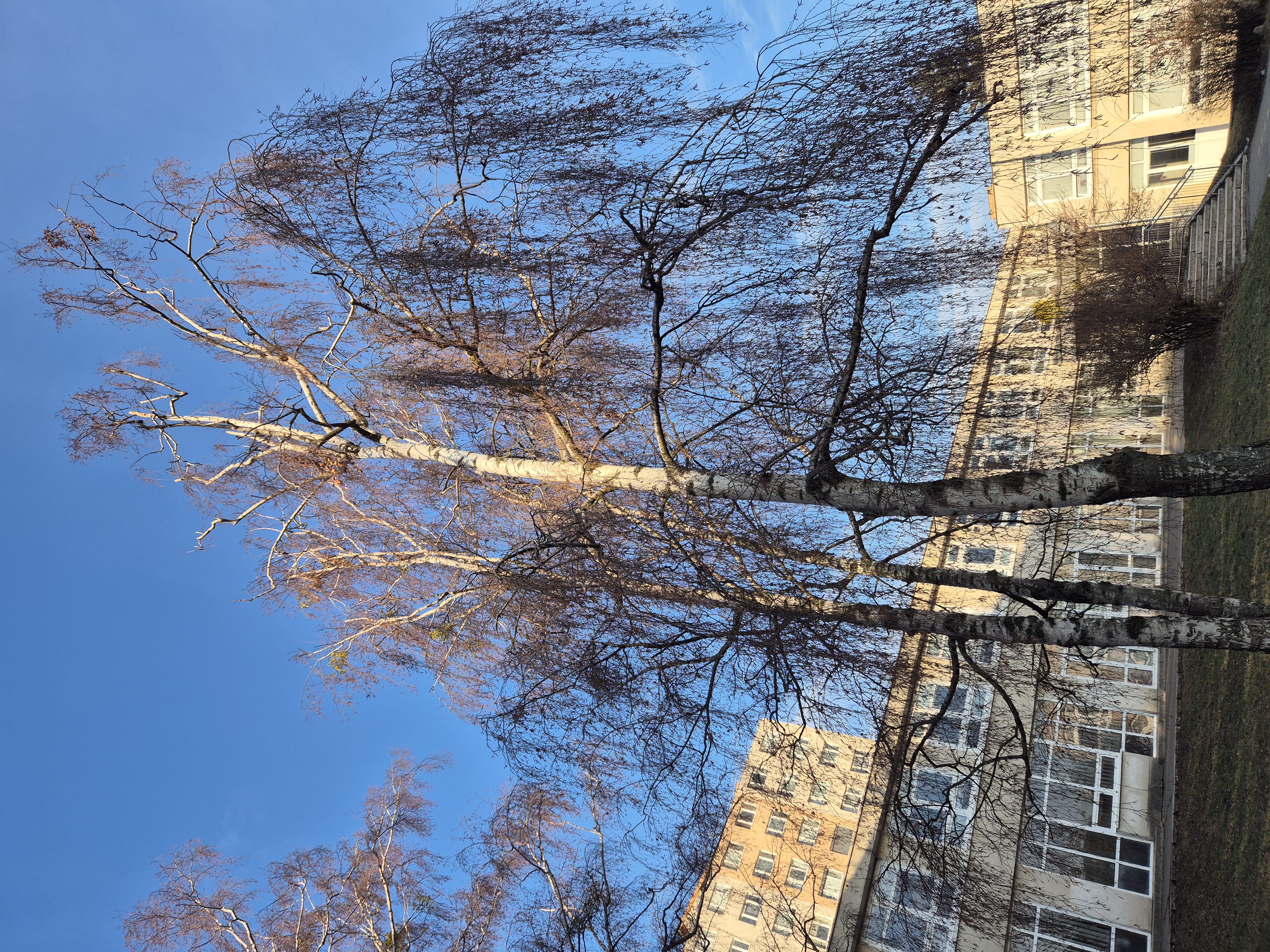 Referencie arboristika