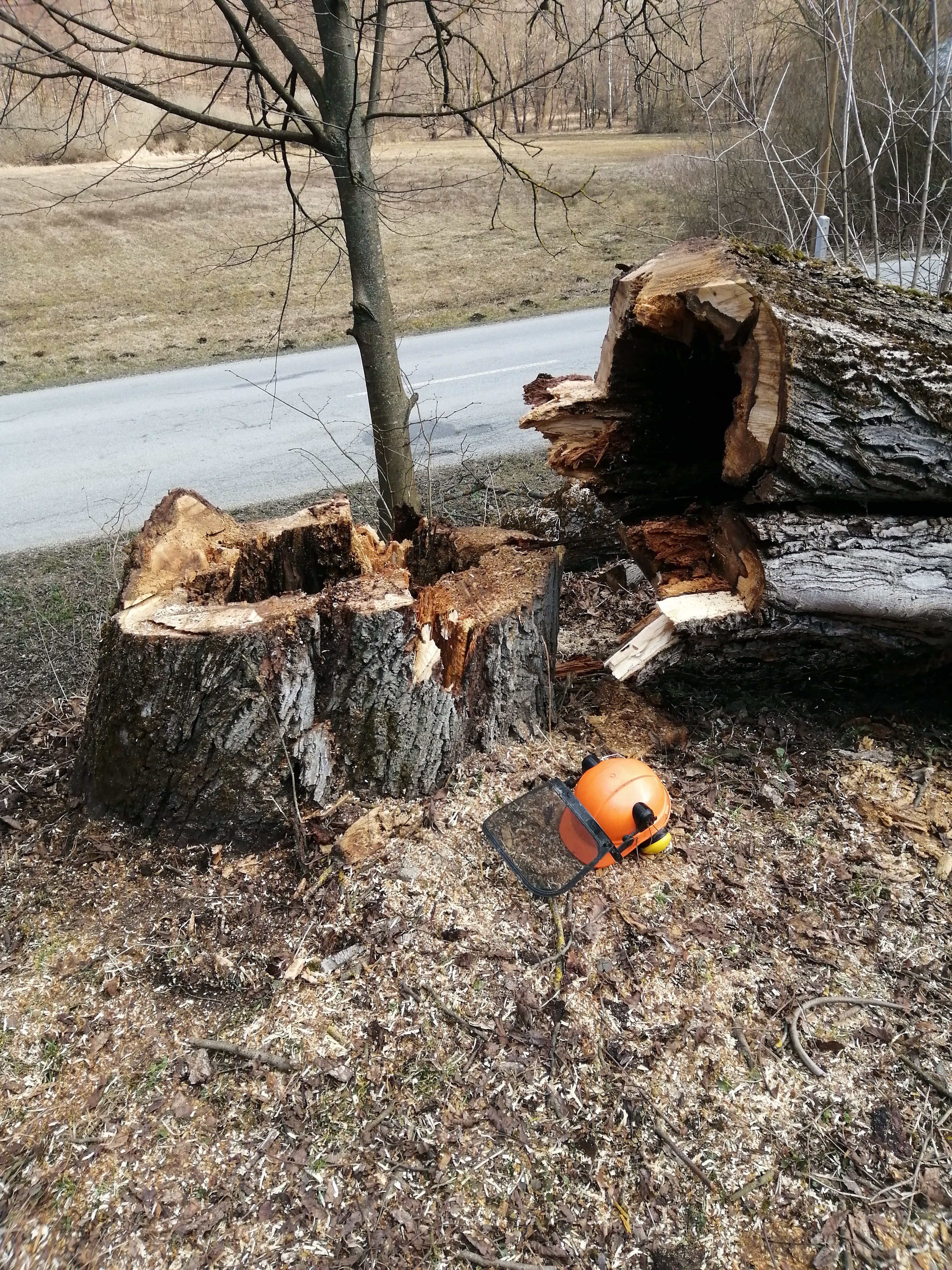 Referencie arboristika