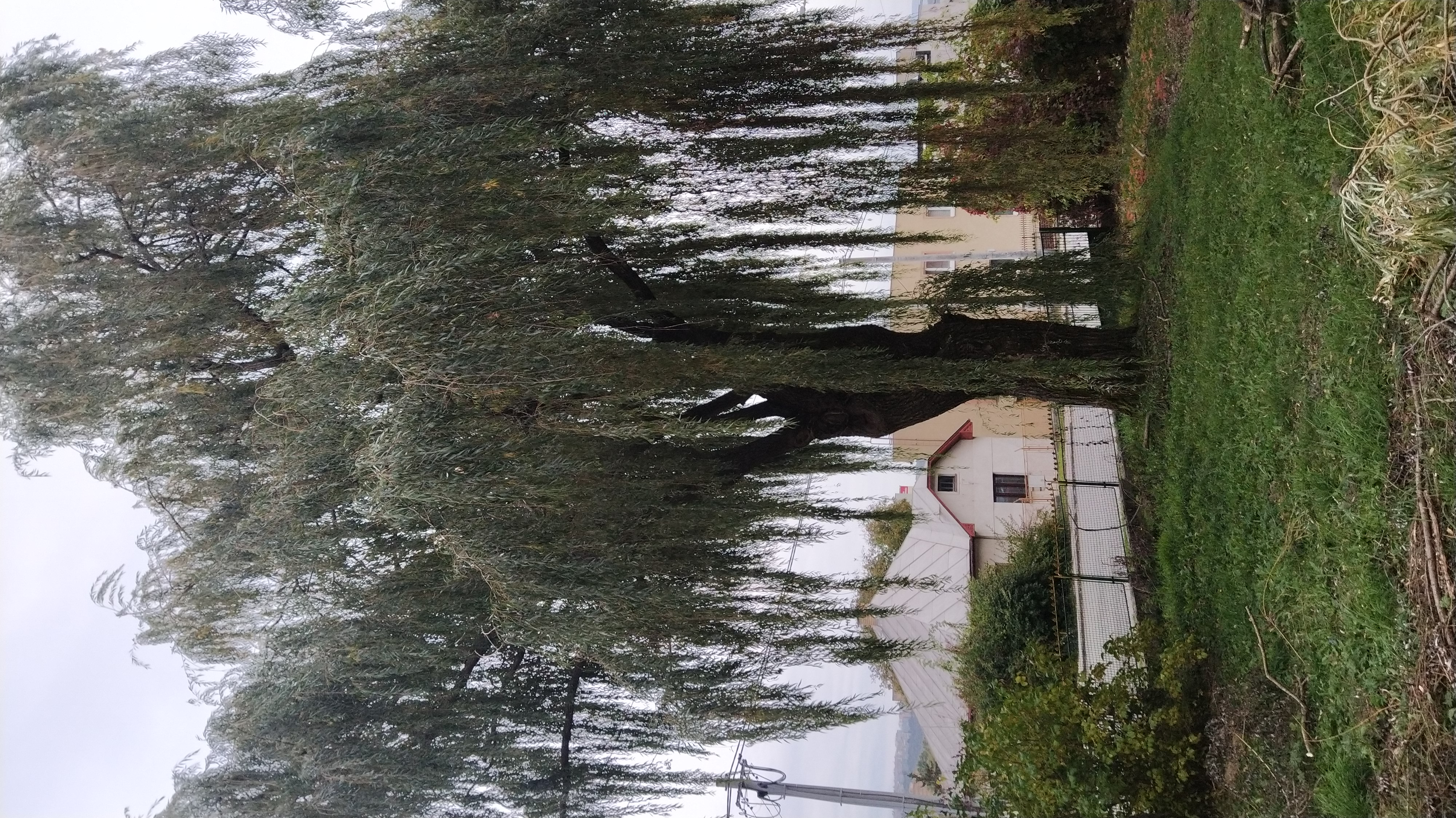 Referencie arboristika