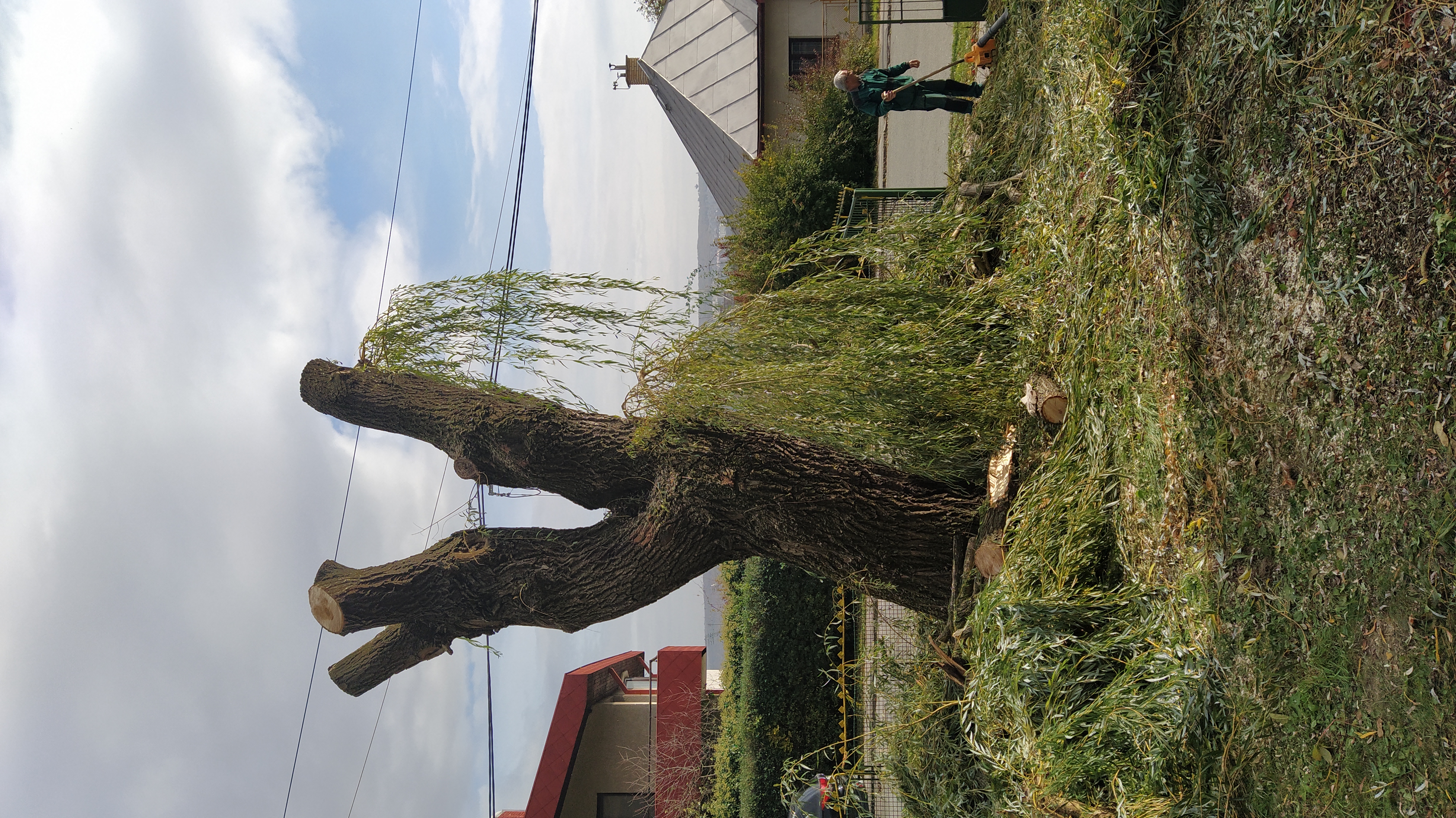 Referencie arboristika